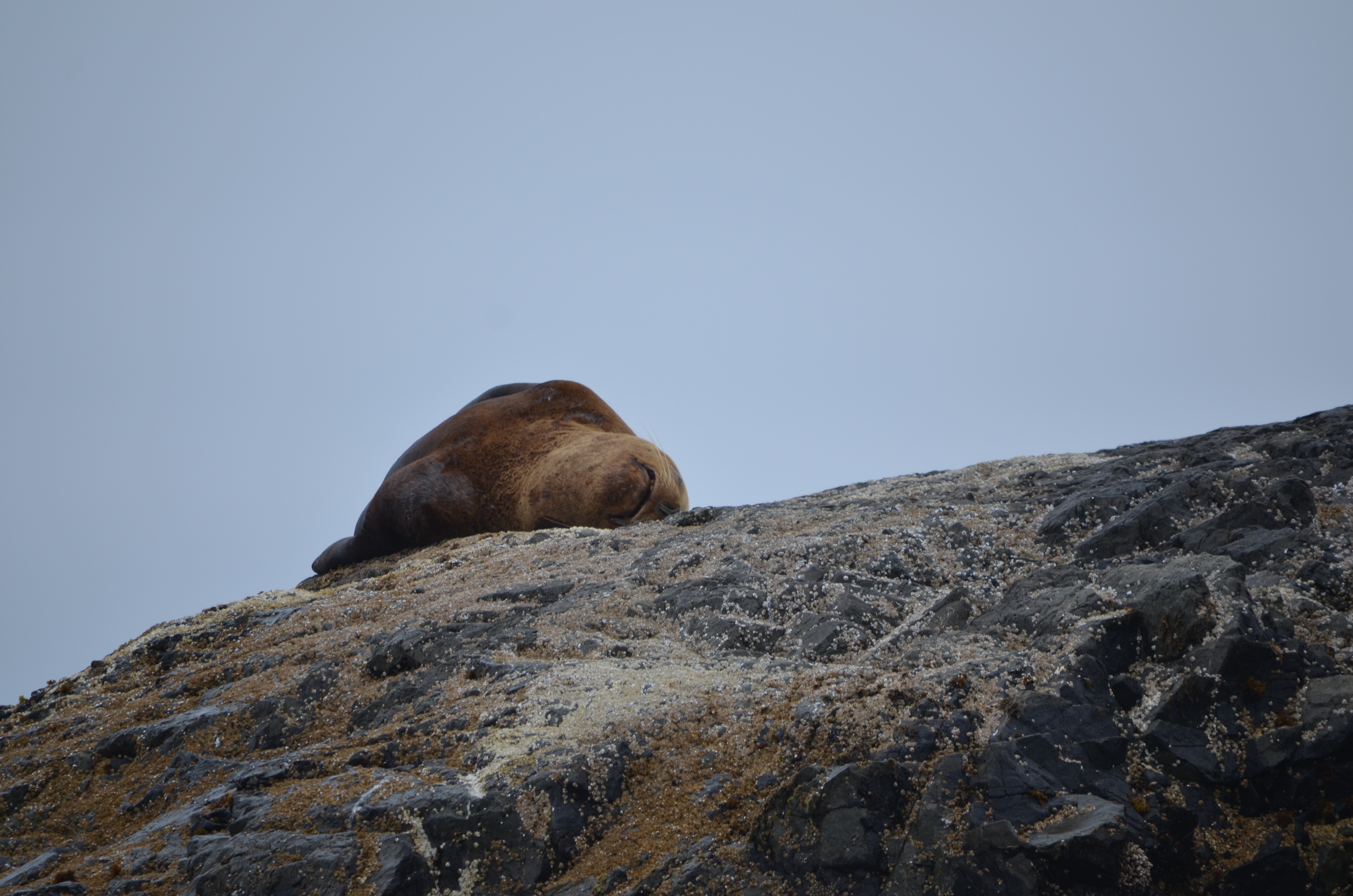 photos/wildlife/Mammal_Species/Steller Sea Lion/DSC_0347.JPG